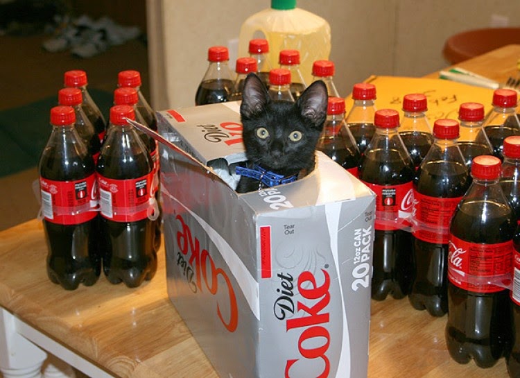 Кот кока кола. Котик в лимонаде. Котик в газировке. Coca cola cat meme. Кот газировка.