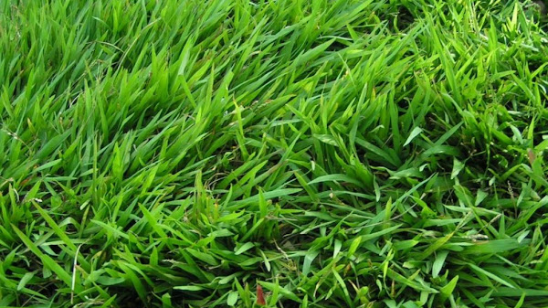 Rumput Tetangga Lebih Hijau: Rahasia Sukses yang Sering Diabaikan