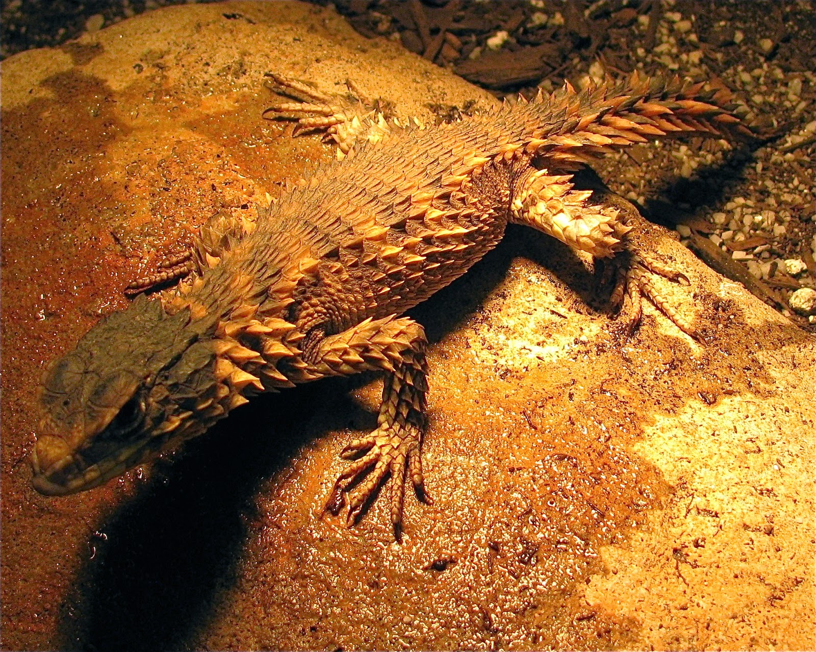 RAW DOG REPTILES: Week #14 Cordylus giganteus or newly described as ...