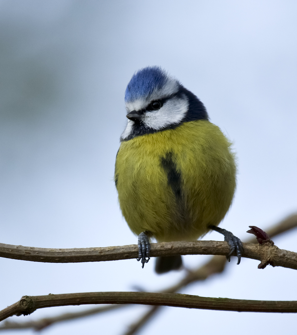 Observations on Bird Feeders Alvecote Wood