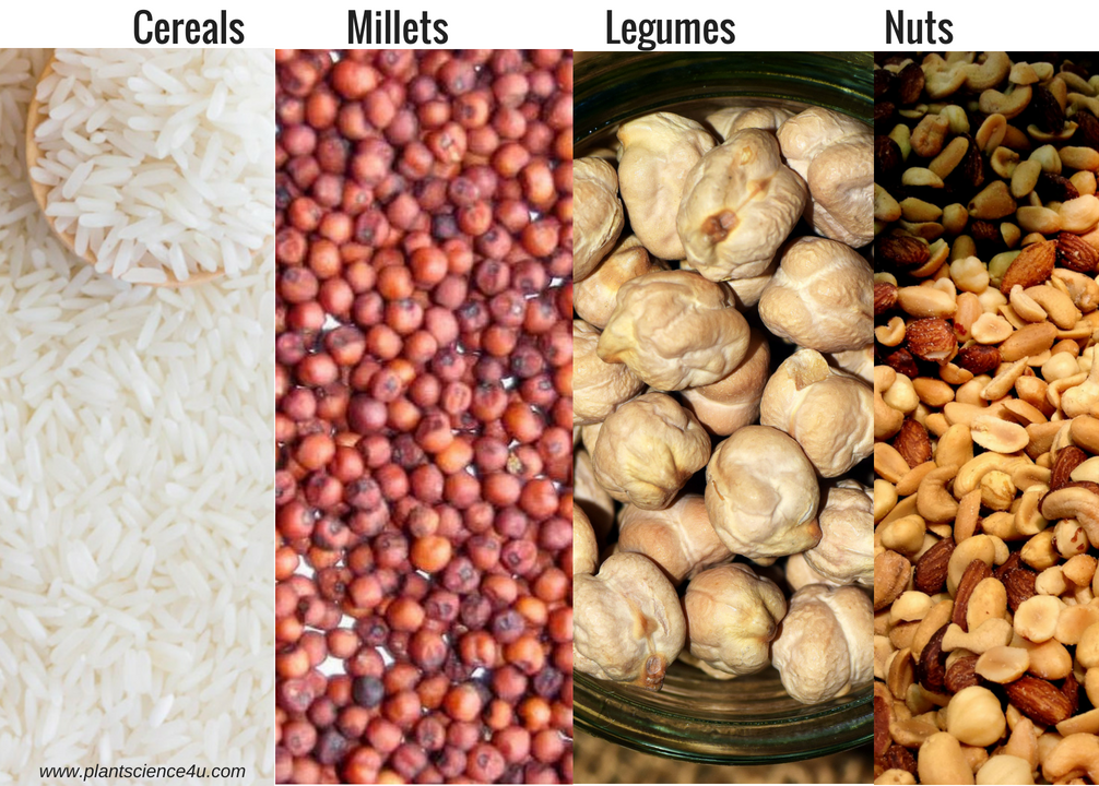 Important Plant Products Economic Botany Food Yielding Plants