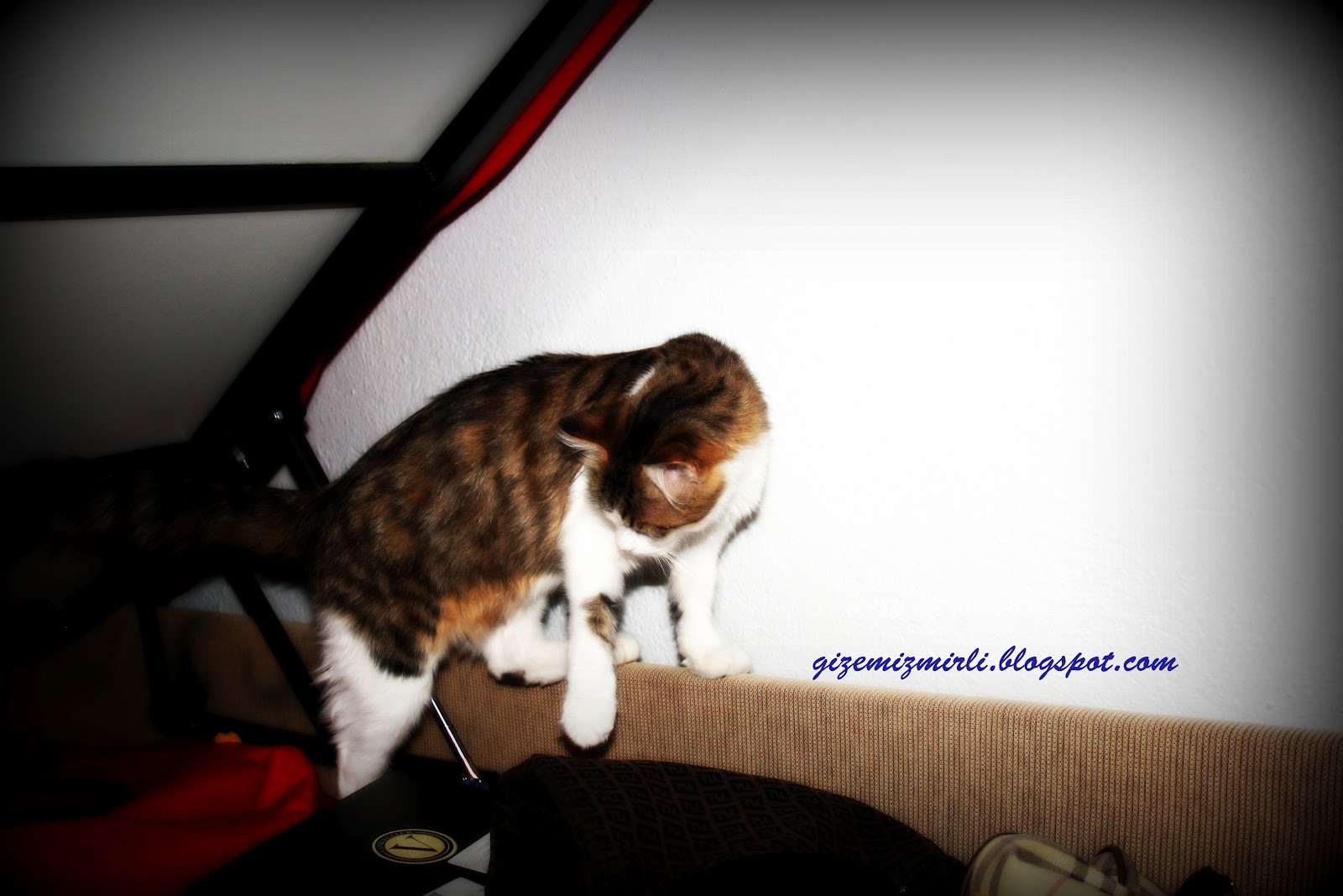 Çılgın Kedi Firarda&hellip;