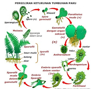 perbedaan metamorfosis sempurna dan tidak sempurna beserta contoh,perbedaan metamorfosis sempurna dan tidak sempurna pada insecta,tabel perbedaan metamorfosis sempurna dan tidak sempurna,