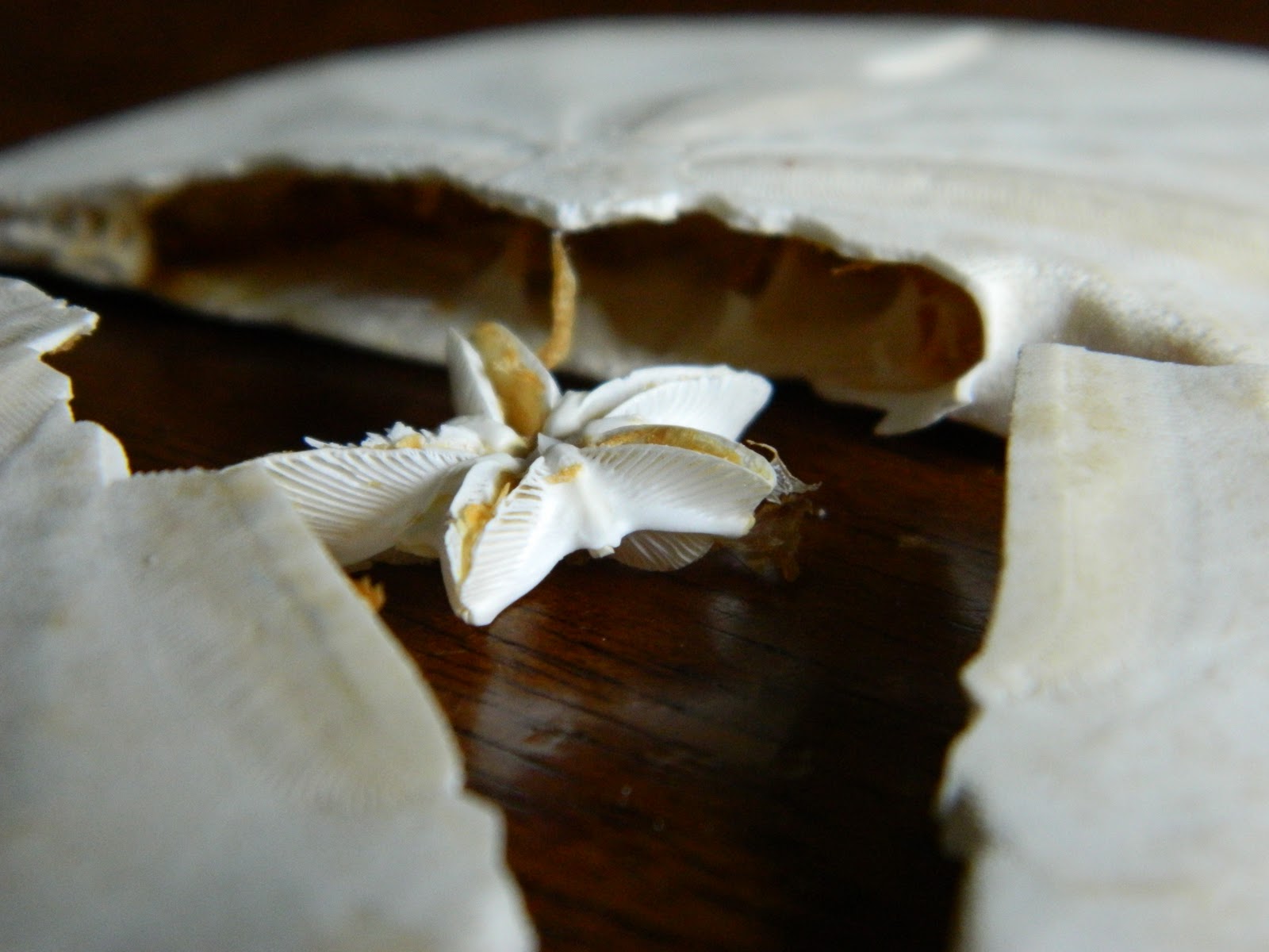 Keri me home My star of sand dollar doves