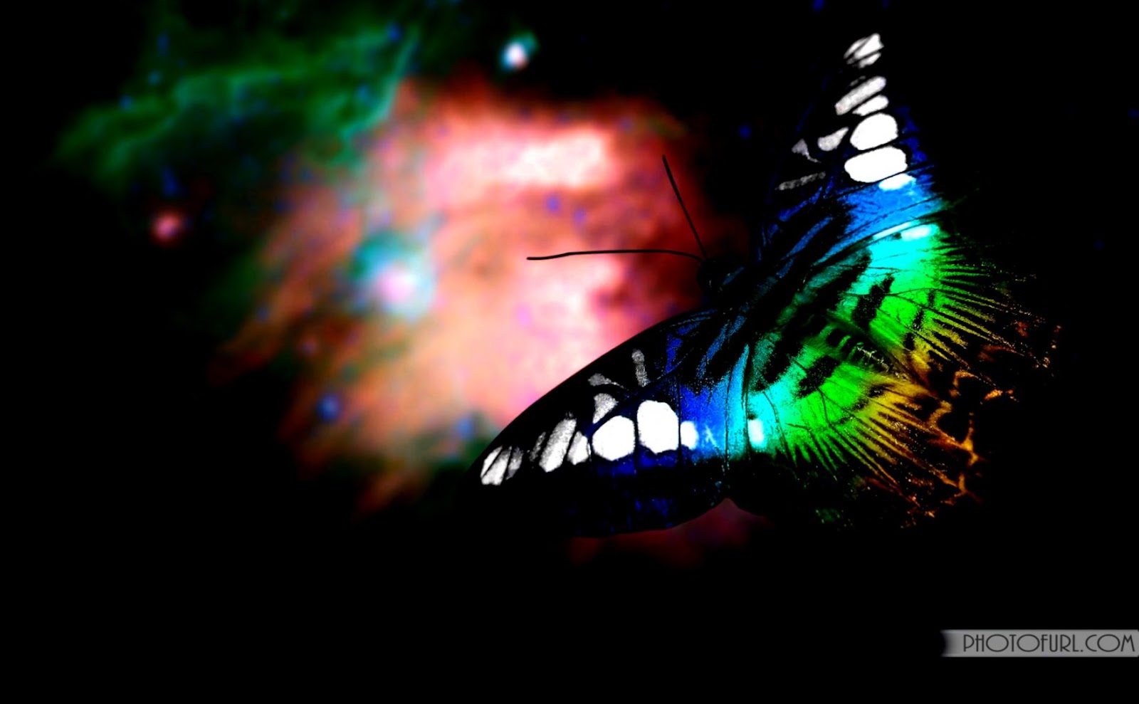 Colorful Butterflies Desktop Wallpaper