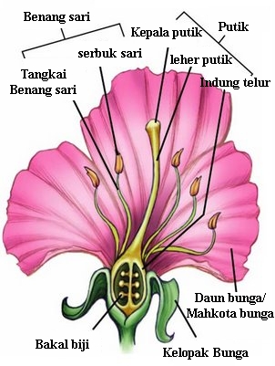  Bunga  Kembang Sepatu 