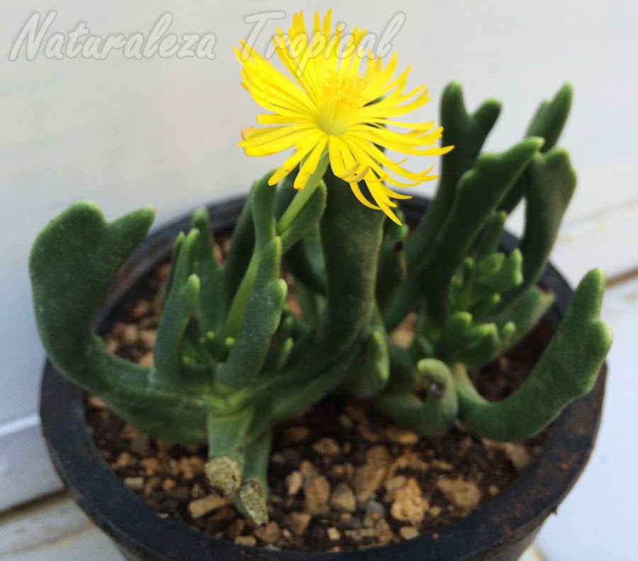 Otra foto de la planta suculenta Cuernos de Alce, Rhombophyllum dolabriforme