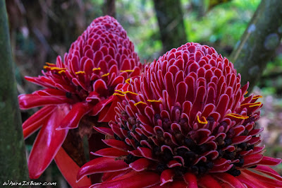 Etlingera elatior, enourmous red flower ecuador, WhereIsBaer.com Chris Baer