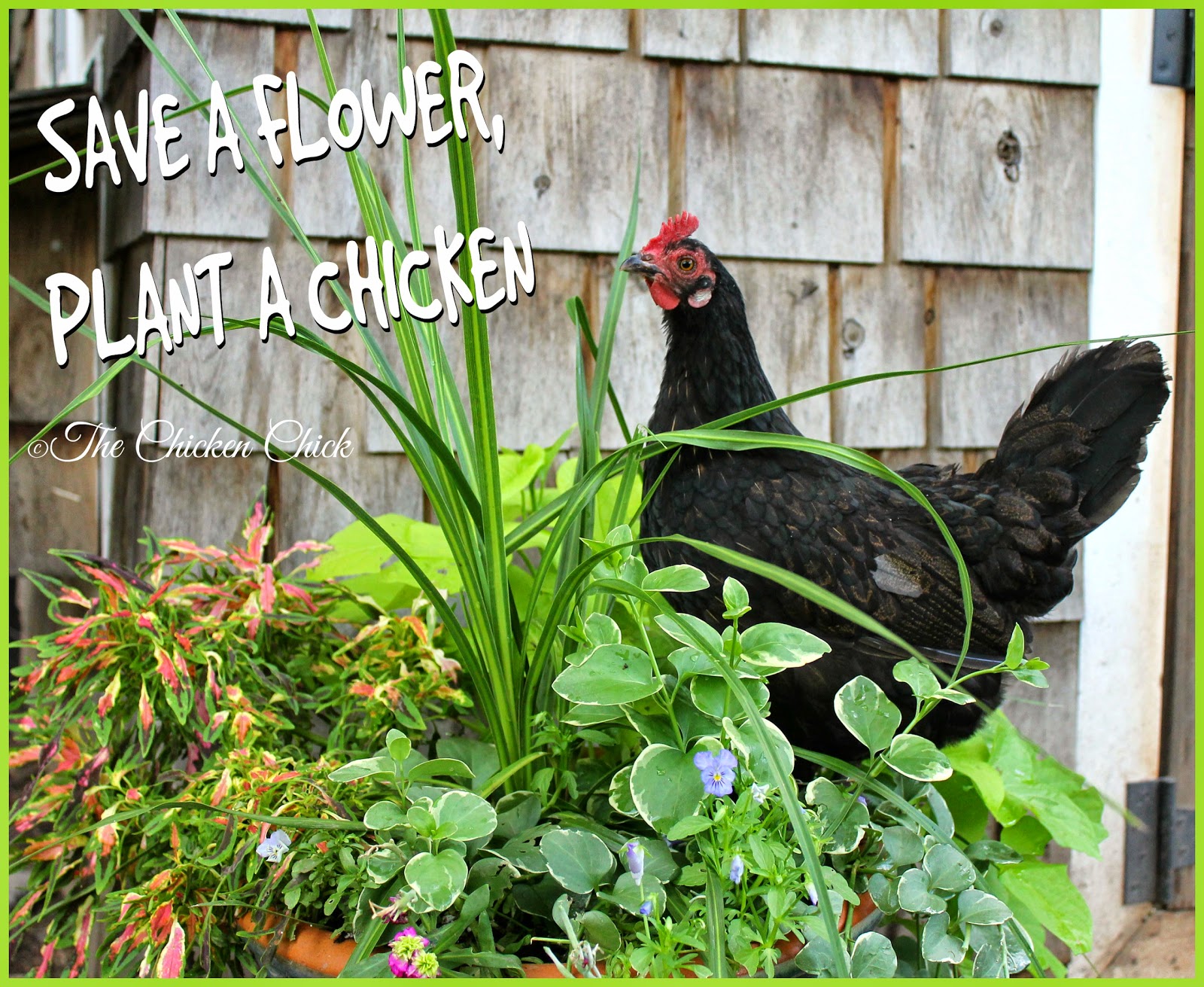 The Chicken Chick® Landscape Gardening with Chickens