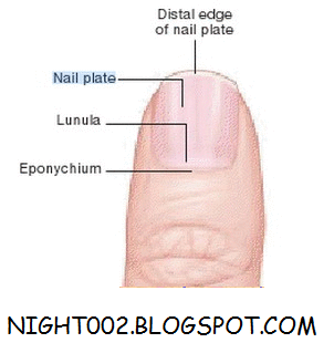 Penjelasan Lengkap + Gambar Anatomi / Struktur Tubuh Manusia | NIGHT002