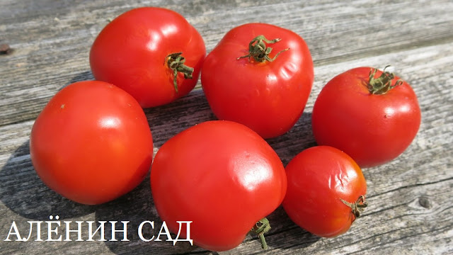 томат Огонёк, томаты, помидоры, сорта томатов, красные томаты, аленин сад