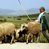 Δήμος Σουλίου: Μέχρι 13 Μαΐου η δήλωση των ζώων από τους κτηνοτρόφους