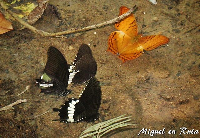 Erawan-butterflies