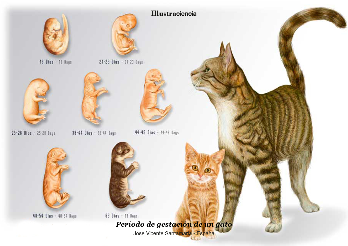 Periodo de gestación de un gato José Vicente Santamaría Monsoríu Periodo de gestación de un gato José Vicente Santamaría Monsoríu