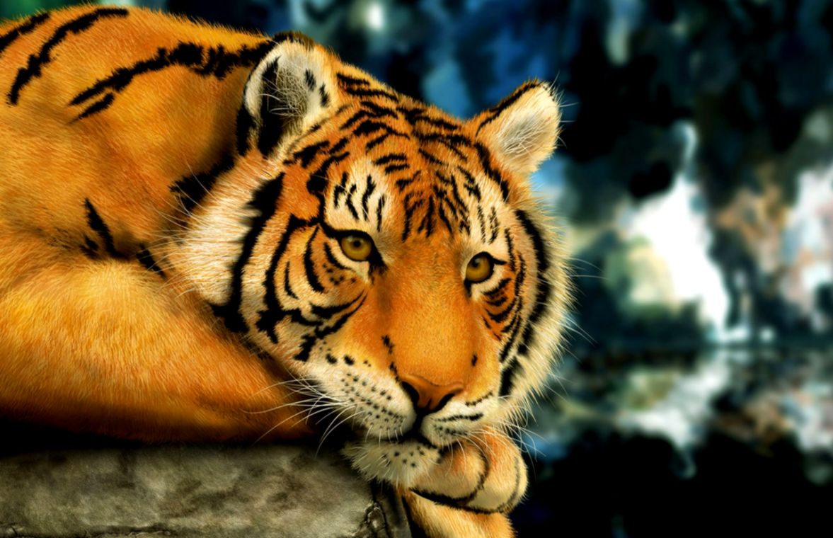 Wallpapers Nature Animals | Amazing Wallpapers