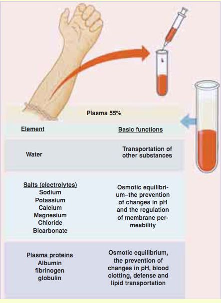 how much plasma human blood contains