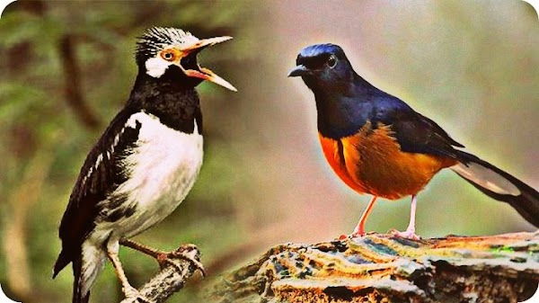 Ciri-Ciri Kelompok Aves dan Pengelompokkannya Dalam Biologi Ciri-Ciri Kelompok Aves dan Pengelompokkannya Dalam Biologi
