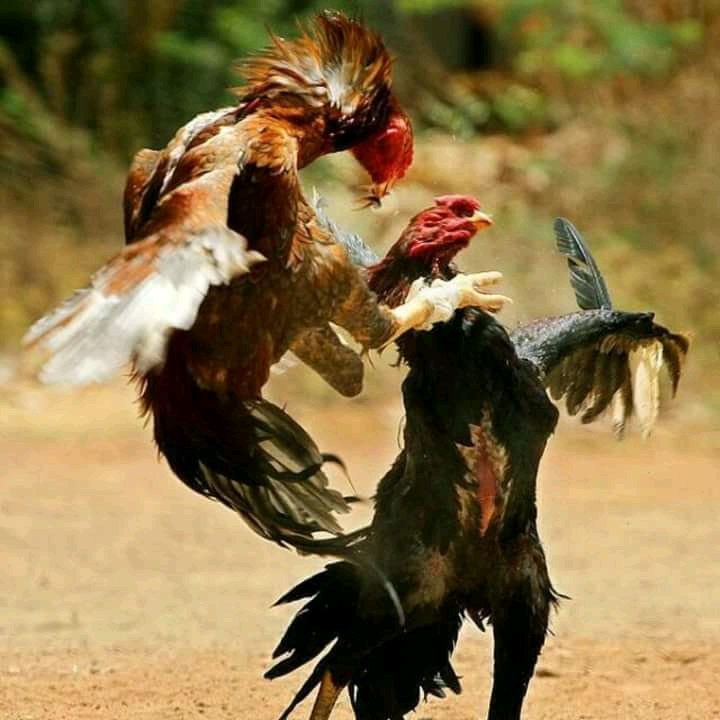 5 cara melatih pukulan ayam Bangkok petarung, supaya mempunyai dosis