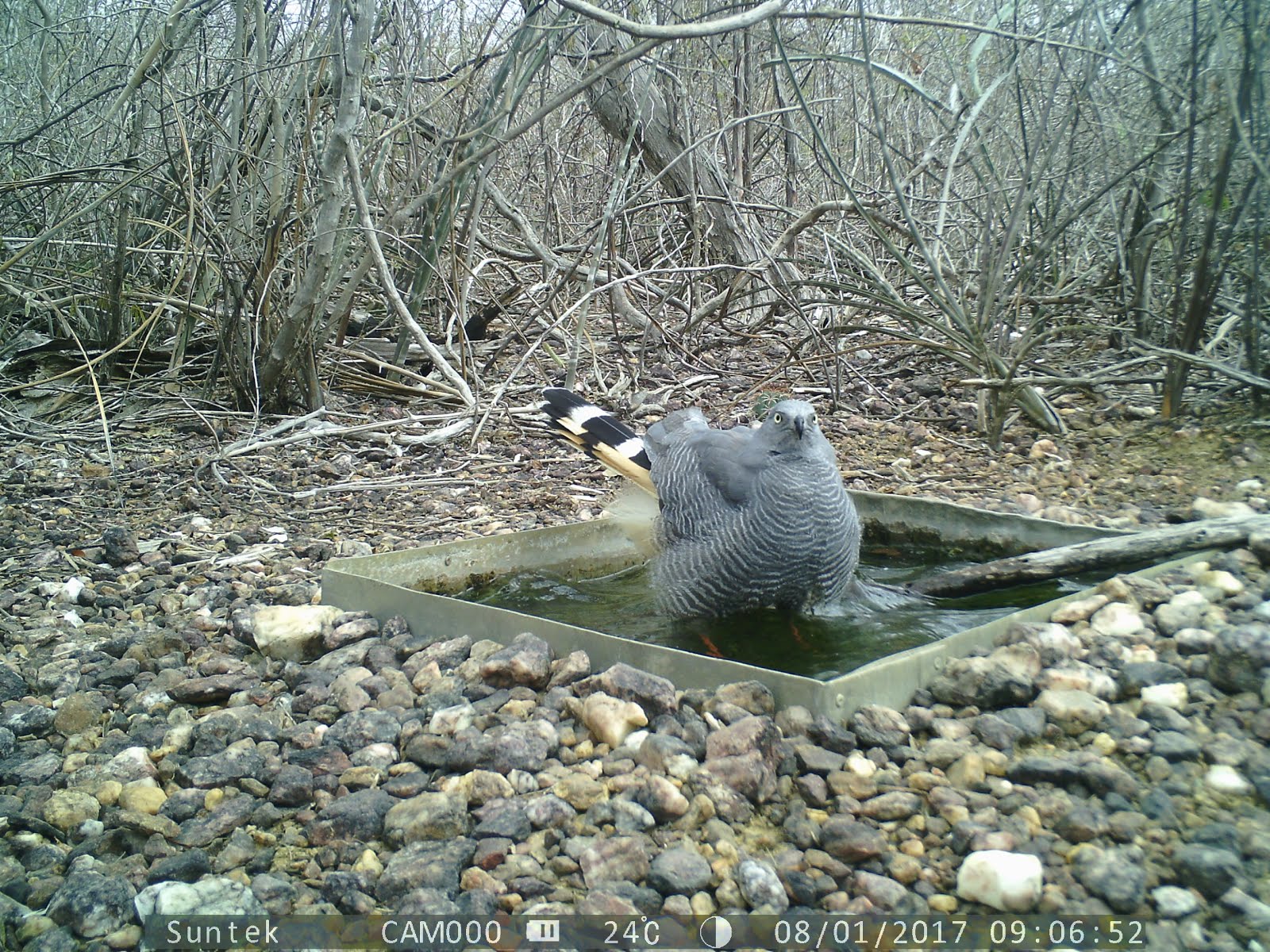 O banho do gavião na caatinga