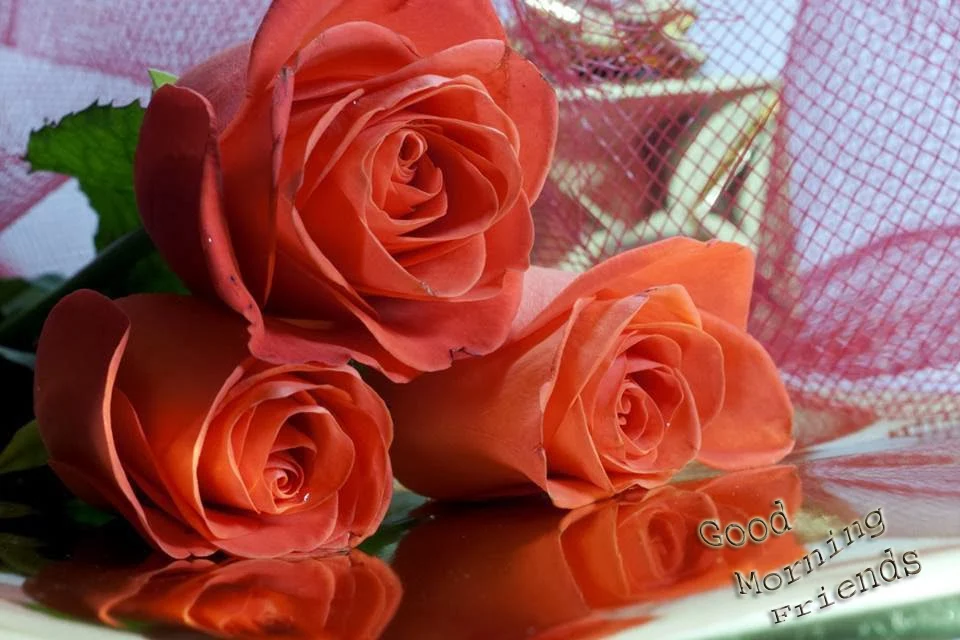 good morning with light red orange rose