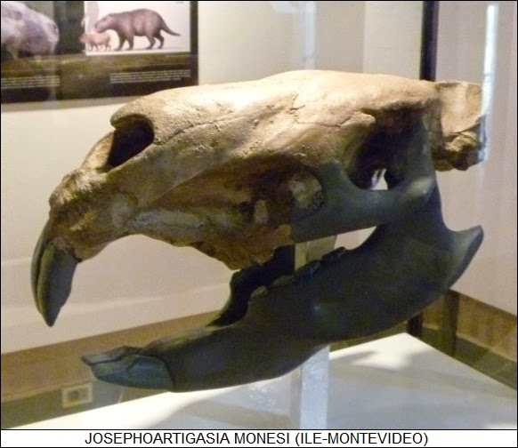 The Dragon's Tales Josephoartigasia monesi a Giant Dinomyidae Rodent