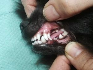 Чистка зубов собакам
