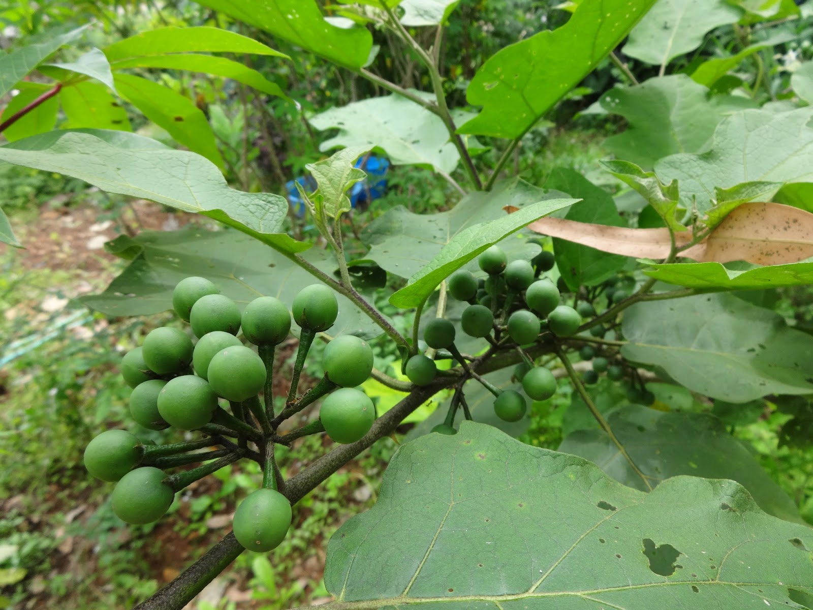 Herbs from Distant Lands Solanum torvum Pea Aubergine