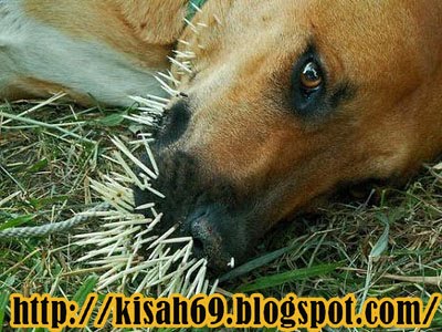 Kisah 69: Landak VS Anjing Siapa Menang?