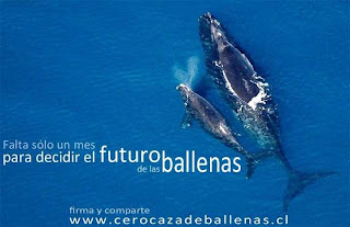 Santuario de Ballenas del Atlántico Sur