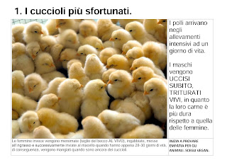 I cuccioli più sfortunati