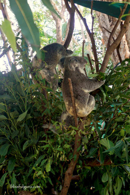 Koala Bear Australia