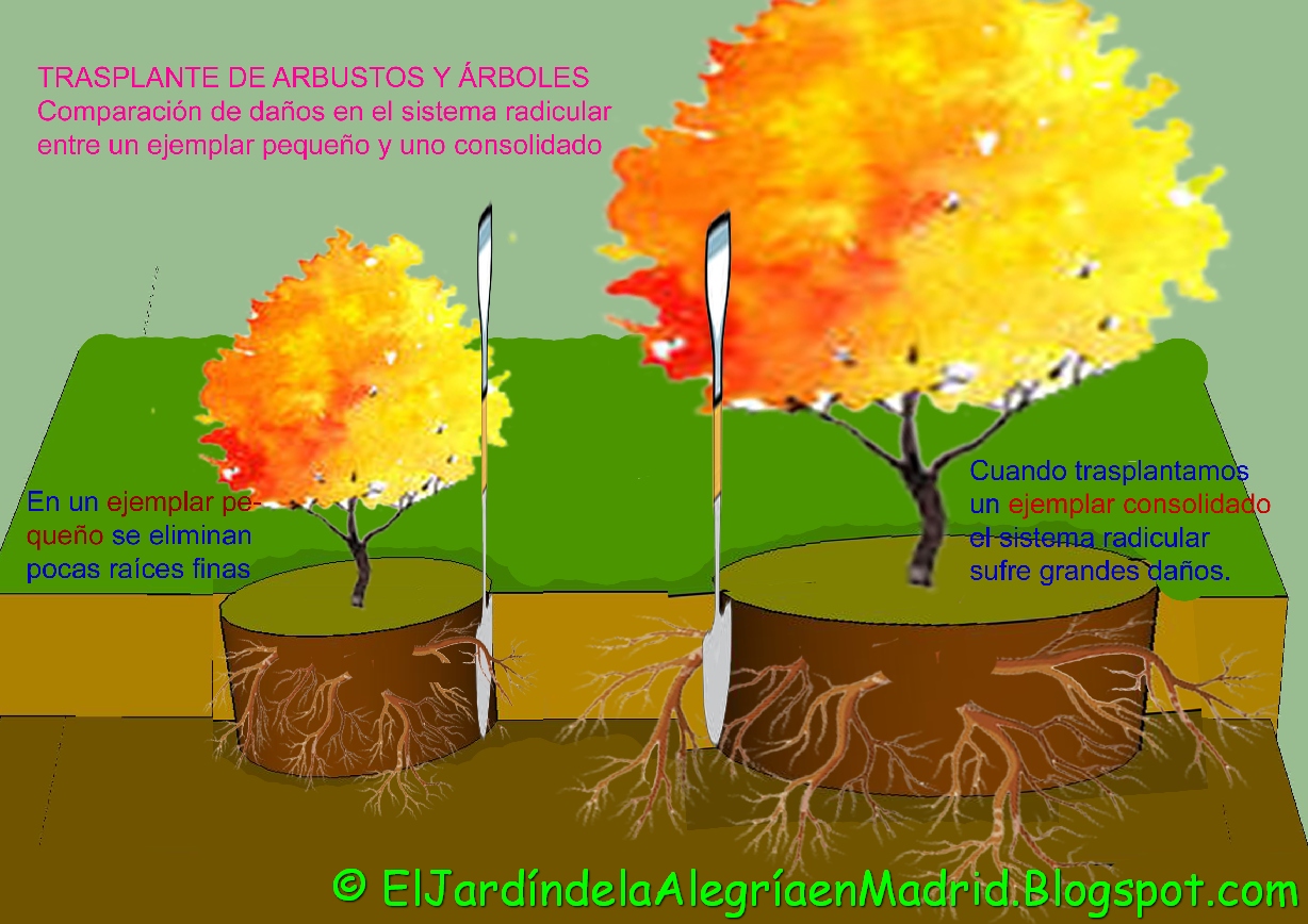 El jardín de la alegría Cómo trasplantar un árbol o arbusto grande y