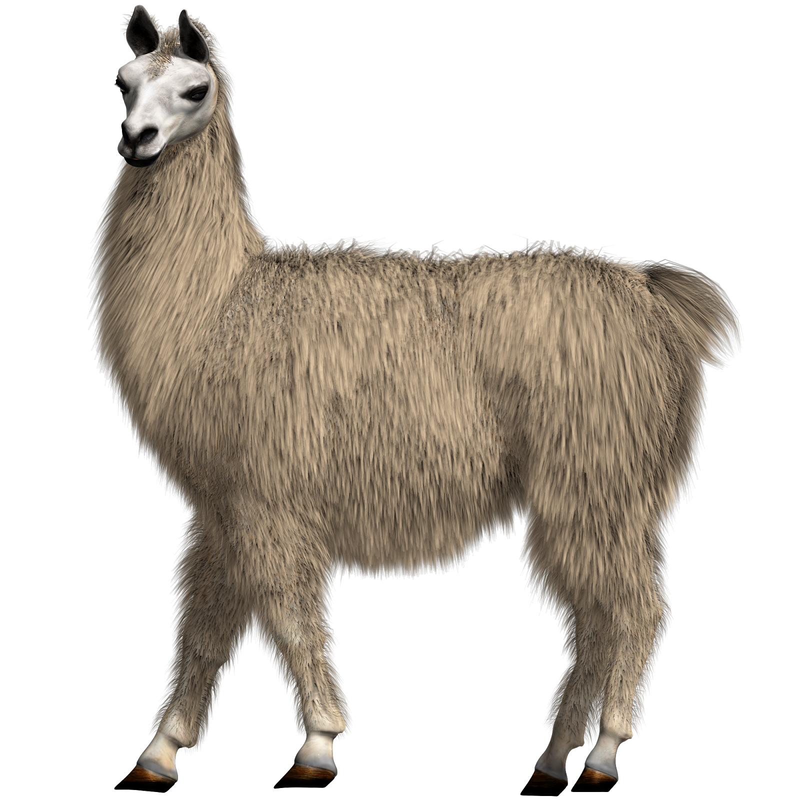 the-secret-files-of-fairday-morrow-answer-to-monday-s-riddle-it-s-a-llama