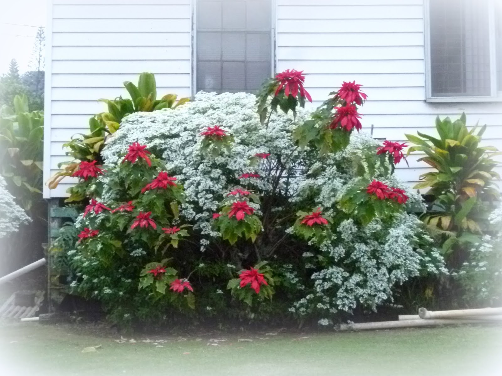 Maui Jungalow Holiday Landscaping and Garlands