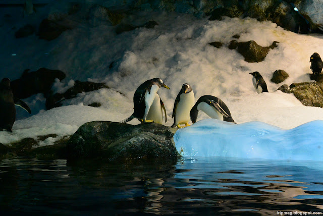 Тенерифе Полярная ночь для пингвинов Лоро Парка
