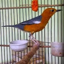 Foto Burung Anis Merah Jantan