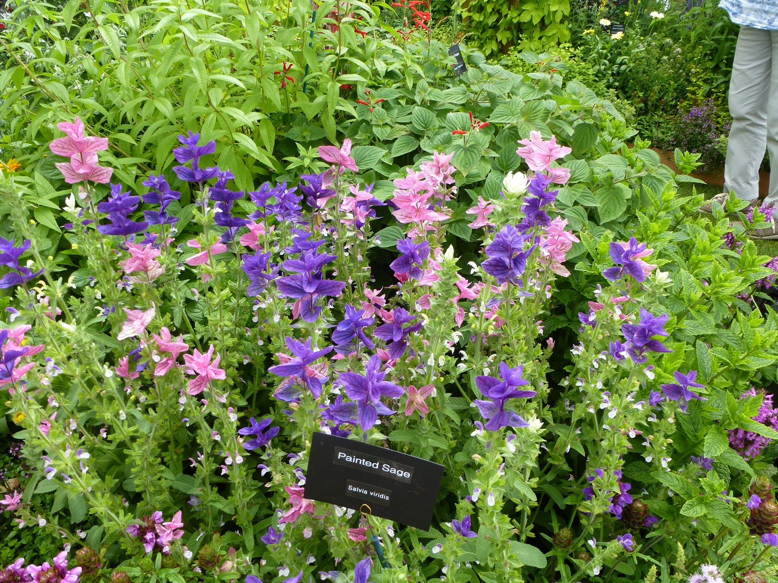 My Ugly Mound Gets A Southern Living Makeover The Dirt Diaries