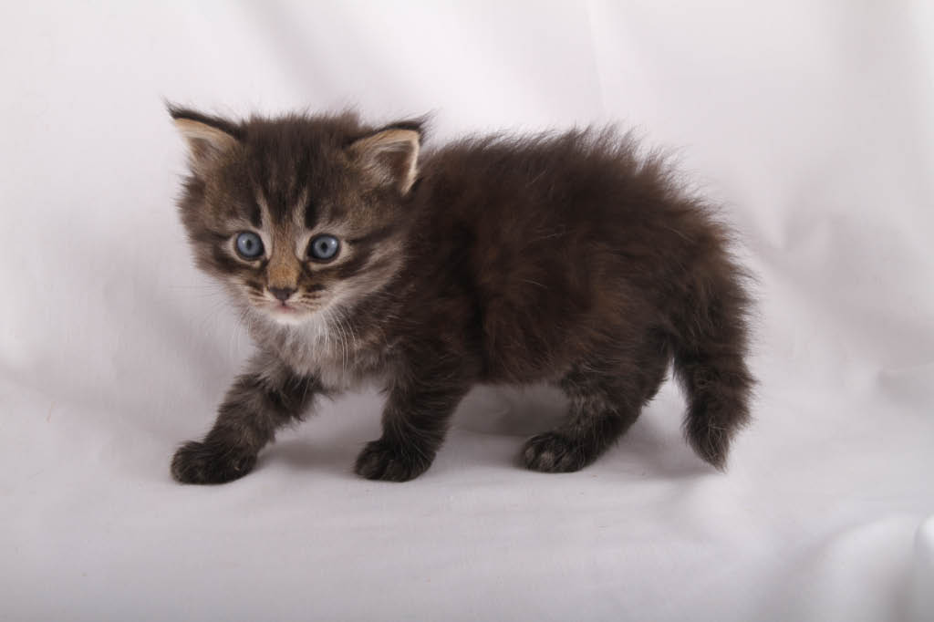 Alexandrite Siberians: Memphis Kitten - Dark Brown Tabby Boy