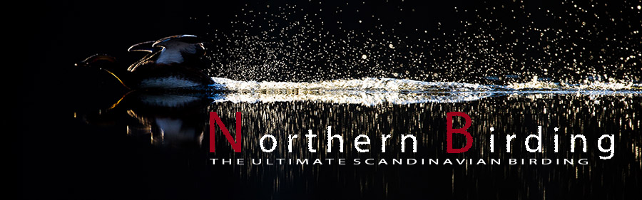 Northern Birding - the ultimate scandinavian birding