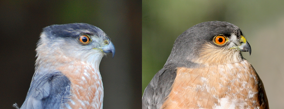 Wing Tips: Sharp-shinned and Cooper's Hawks