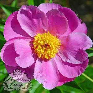 Peony 'Color Magnet'