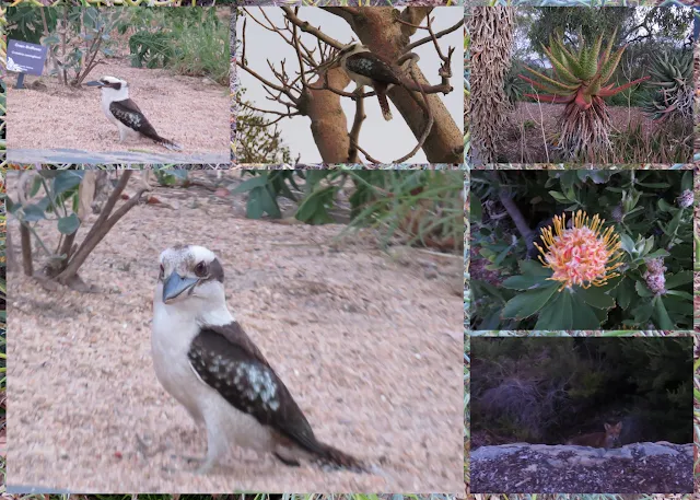 What to see in Perth: Kookaburras, Foxes, and flowers at the Western Australian Botanic Gardens