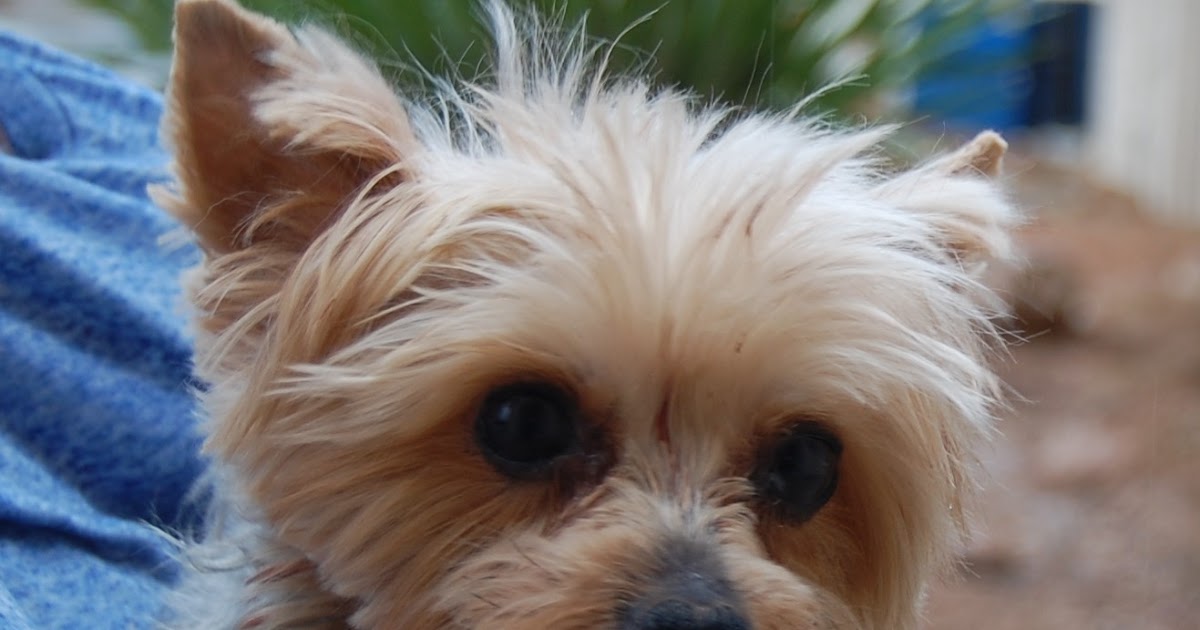 Nevada SPCA Animal Rescue: Joy