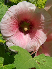 Pink Hollyhock Alcea rosea by garden muses-not another Toronto gardening blog