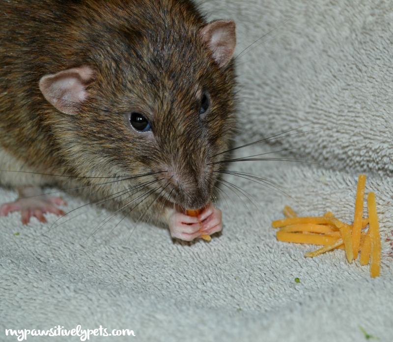 8 Myths About Rats Dispelled For Good Pawsitively Pets