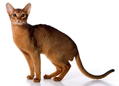 gato-absinio-raza-caracteristicas