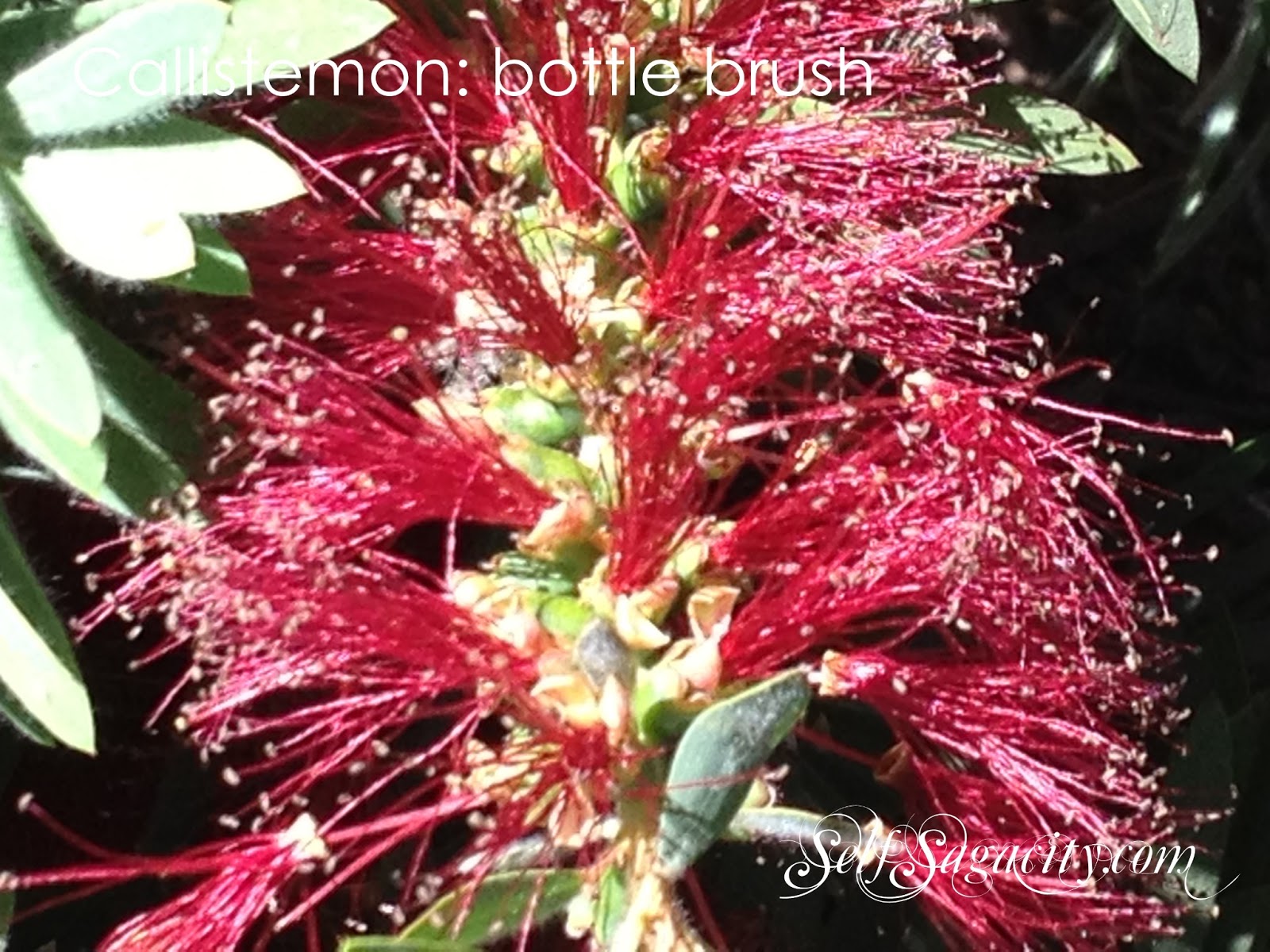 Red Callistemon: Red bottle brush flowers