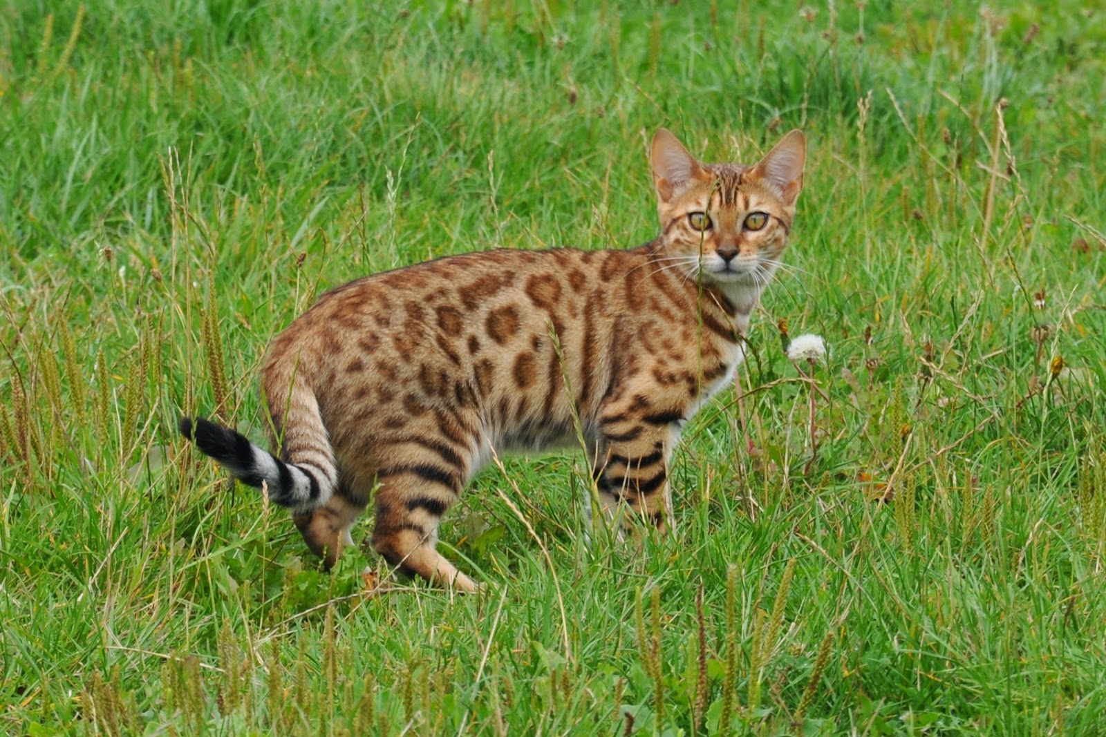  Chatterie BILLI BANGALA Elevage familial de Bengals La race BENGAL