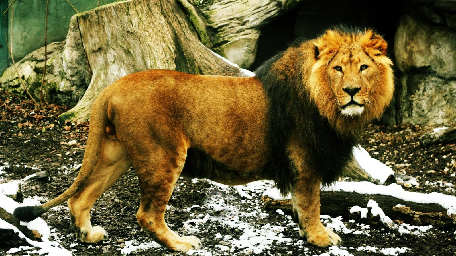 Kamal Shah: lion wallpapers hd