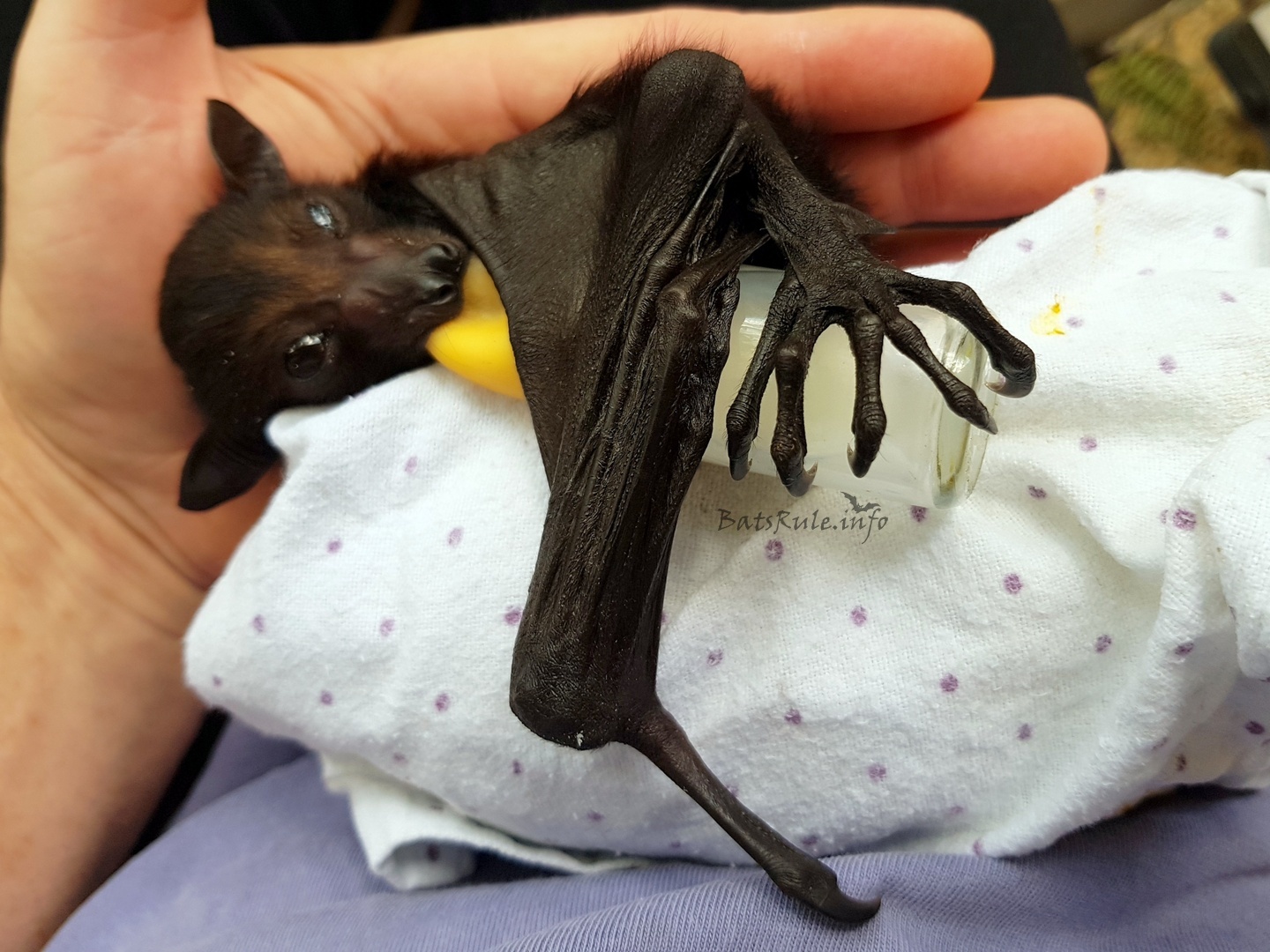 Rescue Megabat black baby male Flyingfox Fruit bat